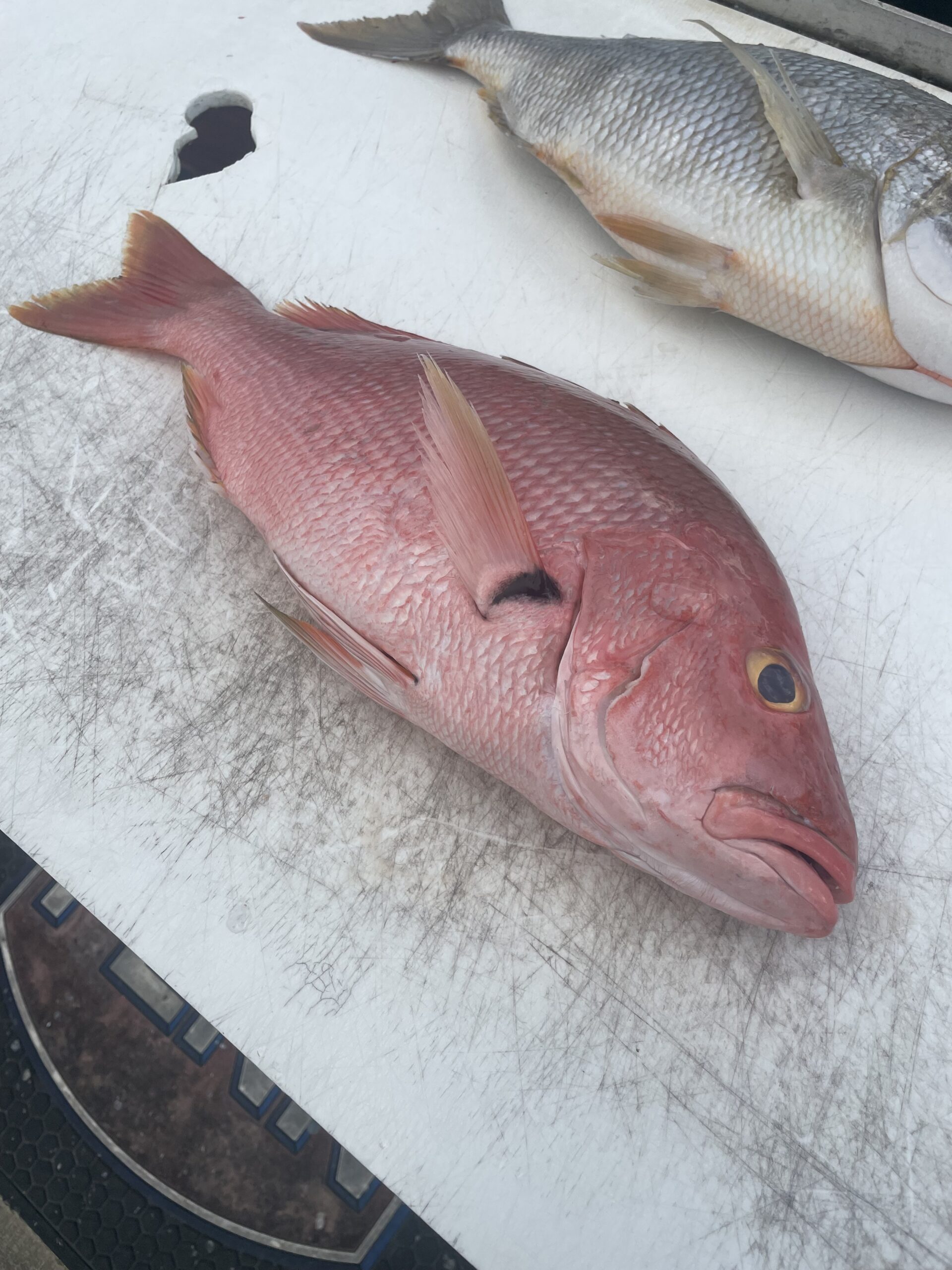 Yellow-eye Snapper Fishing Miami - Deep Drop Charters